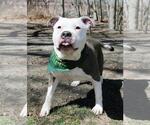 Small #9 American Pit Bull Terrier Mix