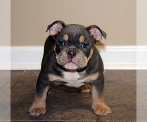 American Bully Puppy for sale in RED SPRINGS, NC, USA