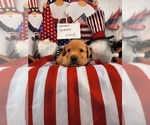 Small Photo #12 Labrador Retriever Puppy For Sale in BUFFALO, NY, USA