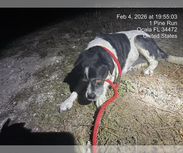 Medium Photo #1 Cocker Spaniel Puppy For Sale in Ocala, FL, USA