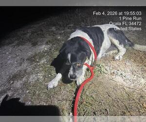 Cocker Spaniel Dogs for adoption in Ocala, FL, USA