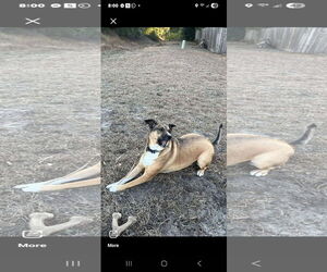 Australian Shepherd-Black Mouth Cur Mix Dogs for adoption in Brooksville, FL, USA