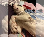 Small #7 Staffordshire Bull Terrier Mix