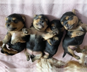 Yorkshire Terrier Puppy for sale in WINDSOR, CA, USA