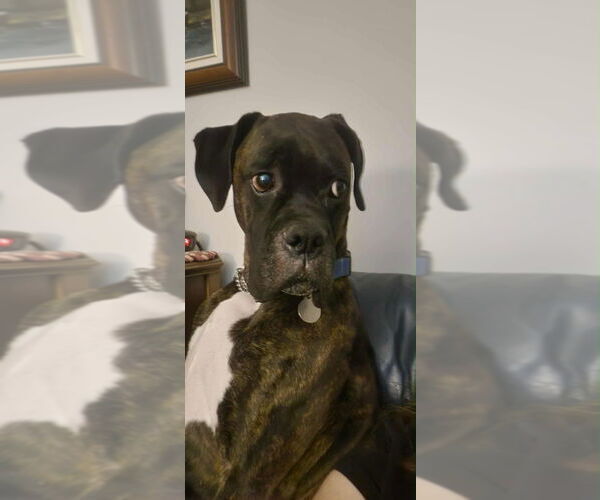 Medium Photo #3 Boxer Puppy For Sale in Brights Grove, Ontario, Canada