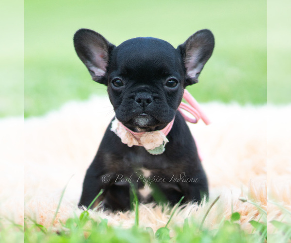 Medium Photo #1 French Bulldog Puppy For Sale in WARSAW, IN, USA