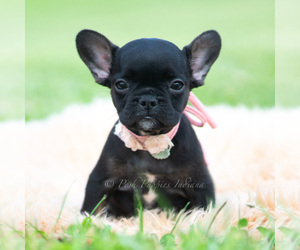 Medium French Bulldog