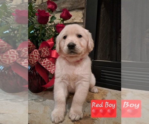Medium Photo #1 Golden Retriever Puppy For Sale in BROKEN BOW, OK, USA