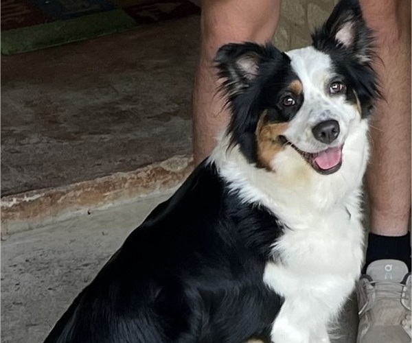 Medium Photo #1 Texas Heeler Puppy For Sale in GOLDTHWAITE, TX, USA
