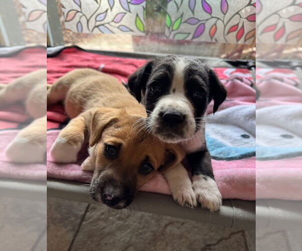 Medium Photo #3 Labrador Retriever-Unknown Mix Puppy For Sale in Mundelein, IL, USA