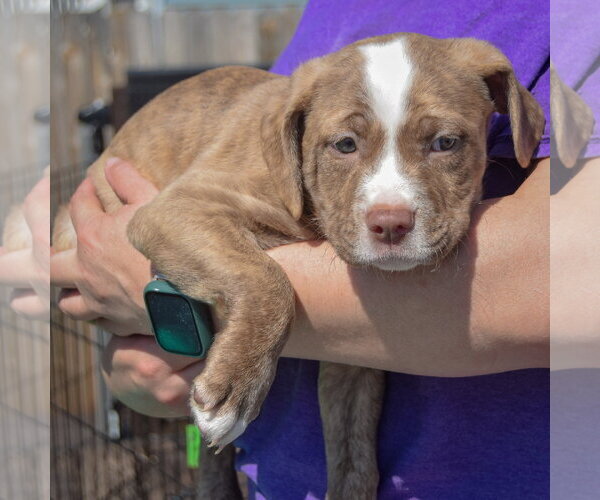 Medium Photo #3 American Staffordshire Terrier-Boston Terrier Mix Puppy For Sale in Huntley, IL, USA