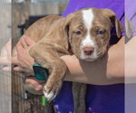 Small #2 American Staffordshire Terrier-Boston Terrier Mix