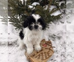 Small #2 Shih Tzu