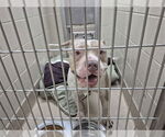 Small American Pit Bull Terrier