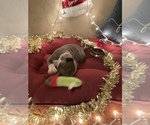 Small Photo #17 American Bully Puppy For Sale in LUBBOCK, TX, USA