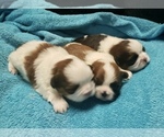 Small Photo #3 Shih Tzu Puppy For Sale in BUFORD, GA, USA