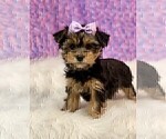Small #10 Yorkshire Terrier