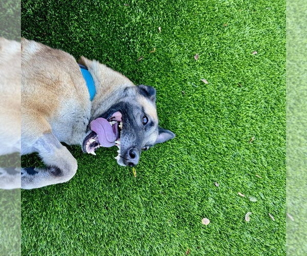 Medium Photo #2 German Shepherd Dog Puppy For Sale in Salinas, CA, USA