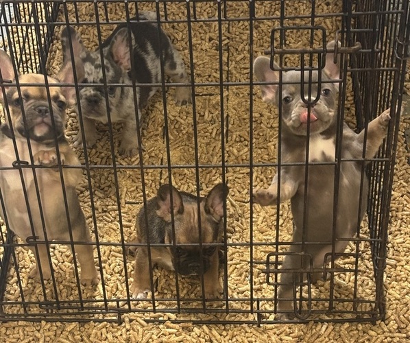 Medium Photo #1 French Bulldog Puppy For Sale in MAYESVILLE, SC, USA