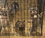 Small French Bulldog
