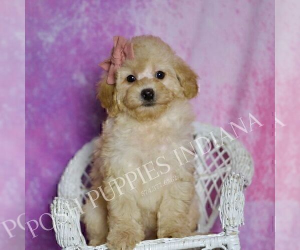 Medium Photo #62 Poodle (Miniature) Puppy For Sale in WARSAW, IN, USA