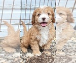 Puppy Maisy Cavapoo
