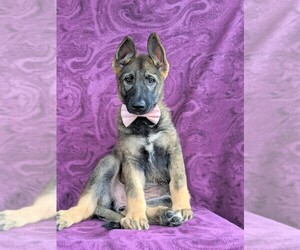 German Shepherd Dog Puppy for sale in PEACH BOTTOM, PA, USA