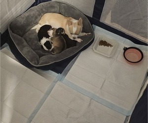 Chihuahua Litter for sale in LAS VEGAS, NV, USA