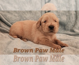 Medium Golden Retriever
