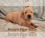 Puppy Brown Paw Male Golden Retriever