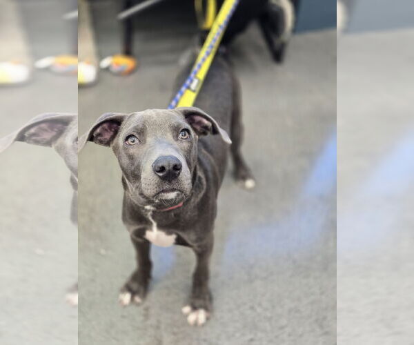 Medium Photo #3 American Pit Bull Terrier-Unknown Mix Puppy For Sale in Minneapolis, MN, USA