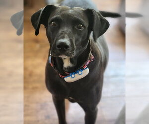 Audra - Female Labrador Retriever-Unknown Mix Dog for Adoption - Photo #5