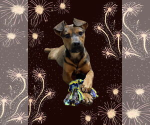 Mutt Dogs for adoption in Ball Ground, GA, USA