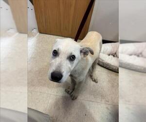 Labrenees Dogs for adoption in Plano, TX, USA