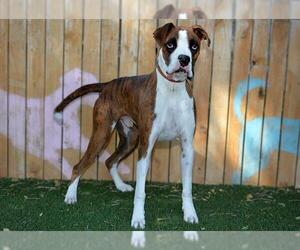 Boxer Dogs for adoption in West Valley, UT, USA