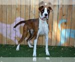 COPPY - Male Boxer Dog for Adoption - Small photo