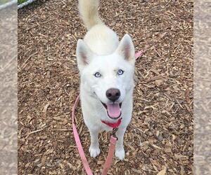 Siberian Husky Dogs for adoption in Waterford, VA, USA
