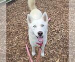 Small Siberian Husky