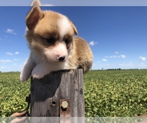 Pembroke Welsh Corgi Puppy for sale in ARTHUR, IL, USA