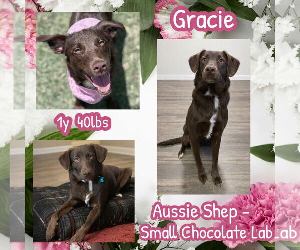 Medium Photo #4 - Mix Puppy For Sale in Dallas, TX, USA