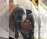 Puppy 4 American Bully-French Bulldog Mix