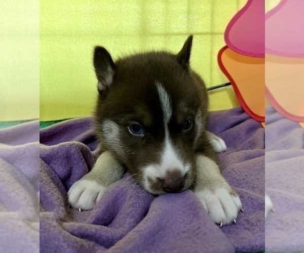Medium Photo #26 Siberian Husky Puppy For Sale in DEARBORN, MO, USA
