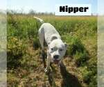 Small #1 American Pit Bull Terrier-American Staffordshire Terrier Mix