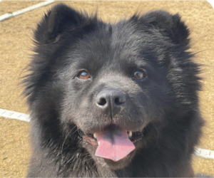 Chow Chow-Unknown Mix Dogs for adoption in San Ramon, CA, USA