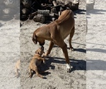 Small Photo #25 Rhodesian Ridgeback Puppy For Sale in MORONGO VALLEY, CA, USA