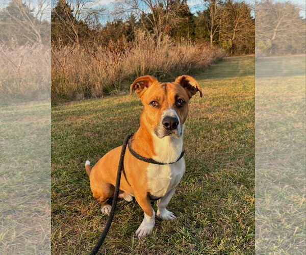 Medium Photo #13 Basset Hound-Unknown Mix Puppy For Sale in Hedgesville, WV, USA