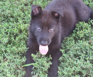German Shepherd Dog Puppy for sale in COLUMBUS, NE, USA