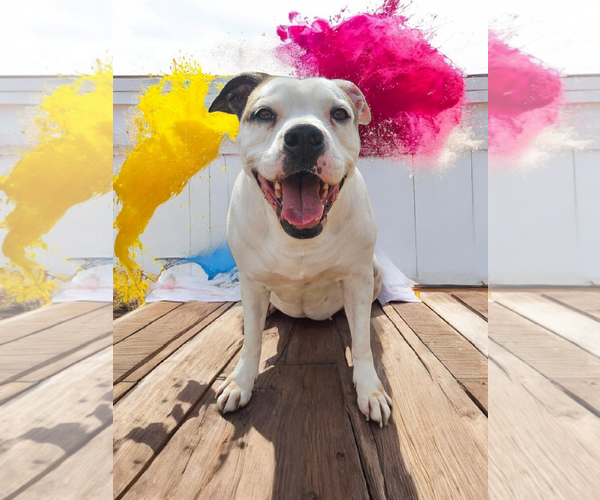 Medium Photo #40 Bullboxer Pit Puppy For Sale in McKinney, TX, USA