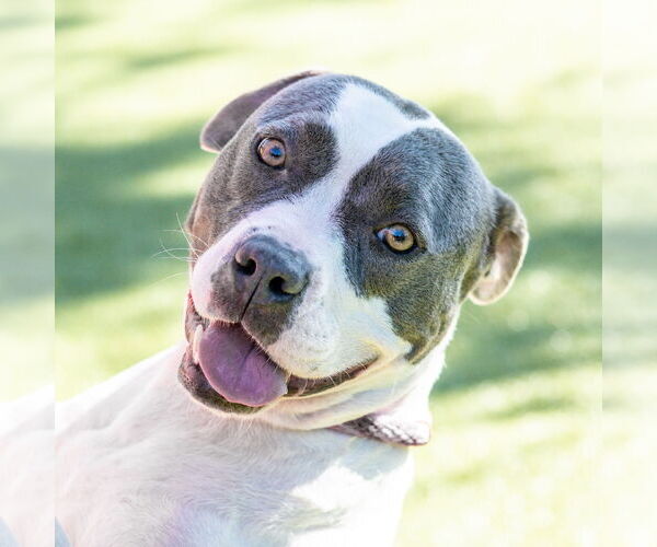 Medium Photo #3 Mutt Puppy For Sale in Hilton Head, SC, USA