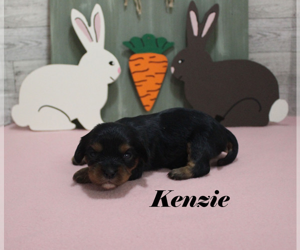Medium Photo #5 Cavalier King Charles Spaniel Puppy For Sale in CHANUTE, KS, USA